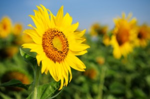 iStock_000018559419XSmall